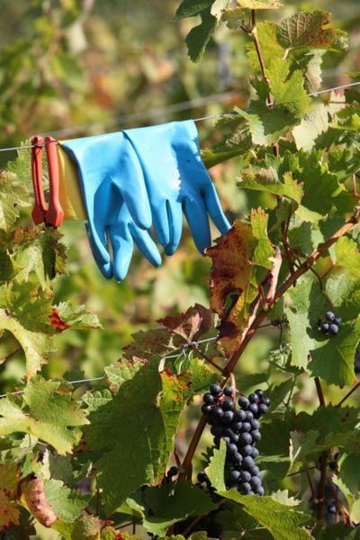 Weingut Matthias Dostert / Culinarium Hotel Nittel Exterior foto